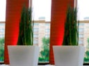 Equisetum im Slide-Vase