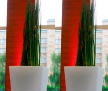 Equisetum im Slide-Vase