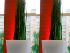 Equisetum im Slide-Vase