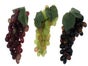 Wein- und Efeuranken, Wein, Weinranken, Efeuranken, Efeu, Blumen, Trauben - Galerie - Bild 4