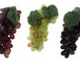 Wein- und Efeuranken, Wein, Weinranken, Efeuranken, Efeu, Blumen, Trauben - Galerie - Bild 4