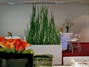Equisetum deviderwall