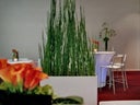 Equisetum deviderwall - Galerie - Bild 1