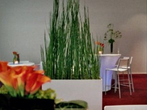 Equisetum deviderwall
