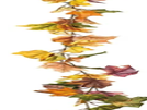 Herbstliche Weingirlande mieten – Blumen & Dekoration