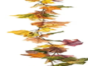 Herbstliche Weingirlande mieten – Blumen & Dekoration