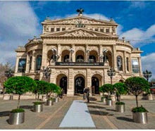 Lorbeerbaum alt im Edelstahlring mit Deckbepflanzung
