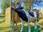 Kuhwettmelken Melkkuh Wettmelken - Galerie - Bild 4