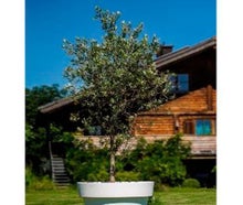 Olivenbaum jung im Gartentopf