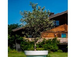 Olivenbaum jung im Gartentopf