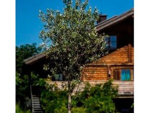 Olivenbaum jung im Gartentopf