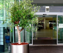 Olivenbaum mittel im Edelstahlring