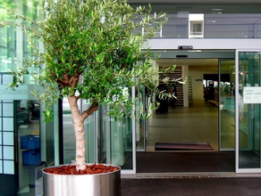 Olivenbaum mittel im Edelstahlring