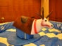 Rentierrodeo - Elchrodeo - Simulator mieten - Galerie - Bild 2