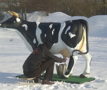 Kuhwettmelken - Wettmelkkuh mieten