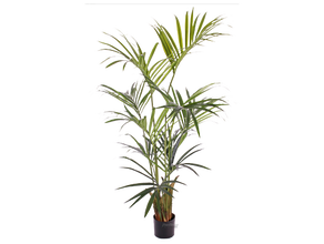 Kentiapalme 150 cm Kunstpflanze Palme Pflanze Dekopflanze, Palmen -  5699553266 mieten | Erento.com
