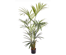 Kentiapalme 150 cm