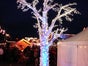 Lichterbaum - LED Baum - Leuchtender Baum - Galerie - Bild 4