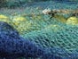 Fischernetz - Reusen - Fisch - Fischer - Wasser - Fischen - Angeln - Galerie - Bild 2