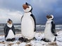 Pinguine- Südpol Diorama, Winterdekorationen, Winter - Galerie - Bild 2