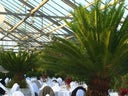 Cycas im Gartentopf mit Deckbepflanzung