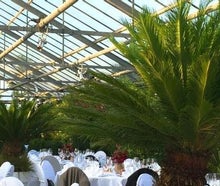 Cycas im Gartentopf mit Deckbepflanzung