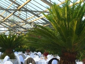 Cycas im Gartentopf mit Deckbepflanzung