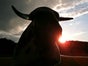 Bullriding - American Western Rodeo inkl. 19% MwSt. - Galerie - Bild 3