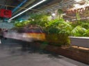 Kentien und andere Pflanzen eingesetzt als Hecke