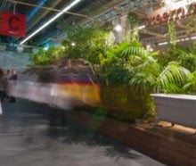 Kentien und andere Pflanzen eingesetzt als Hecke