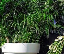 Mehrere Kentien im Gartentopf