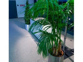 Kentie ausladend im Edelstahlring