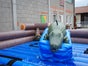 Krokodil Rodeo wie Bullriding inkl. 19% MwSt. - Galerie - Bild 4