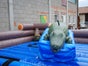 Krokodil Rodeo wie Bullriding inkl. 19% MwSt. - Galerie - Bild 4