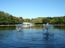 Wasserlaufbälle  im Gewässer (2 Stk.) mieten