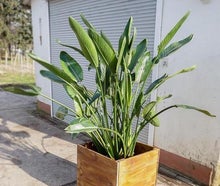 Königsstrelitzie im Kubus Holz
