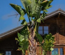 Baumstrelitzie L im Gartentopf