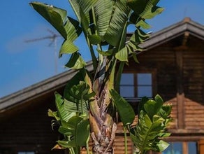 Baumstrelitzie L im Gartentopf