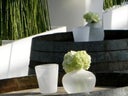 Nelken, runde Bauchvase