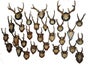 Hirschgeweihe, Geweihe, Hörner, Hirsch, Wildtier, Tier - Galerie - Bild 2