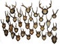 Hirschgeweihe, Geweihe, Hörner, Hirsch, Wildtier, Tier - Galerie - Bild 2