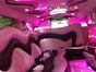 Chrysler 300C Stretch Limousine - Galerie - Bild 2