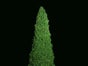 Weihnachtsbaum 2 m  Kegelbaum, Weihnachtsmarkt Dekoration, Weihnachten - Galerie - Bild 2