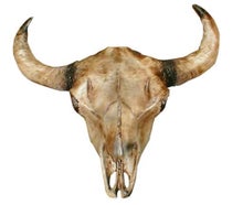 Kuhschädel, Schädel, Kuh, Rind, Figur, Western, Wilder Westen, Cowboy