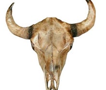 Kuhschädel, Schädel, Kuh, Rind, Figur, Western, Wilder Westen, Cowboy