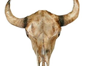 Kuhschädel, Schädel, Kuh, Rind, Figur, Western, Wilder Westen, Cowboy