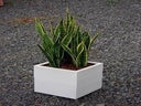Sansevieria in Kubus weiß