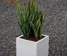 Sansevieria in Kubus weiß