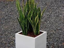 Sansevieria in Kubus weiß