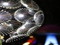 Pusteblume Blume Riesenblume - Galerie - Bild 2